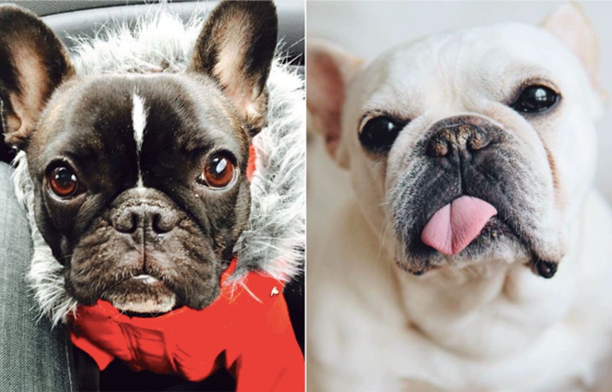 [PHOTOS] Les chiens trop mignons des vedettes d&rsquo;ici