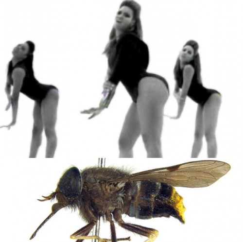 Une nouvelle espèce de mouche nommée en l'honneur du postérieur de Beyoncé!!!