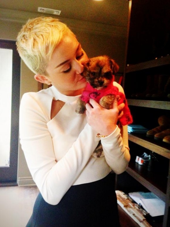 Miley Cyrus adopte un nouveau chien