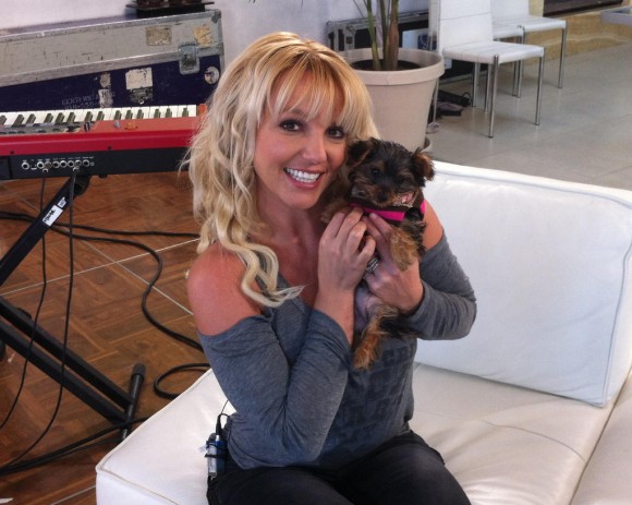 La chienne de Britney Spears a une page Twitter