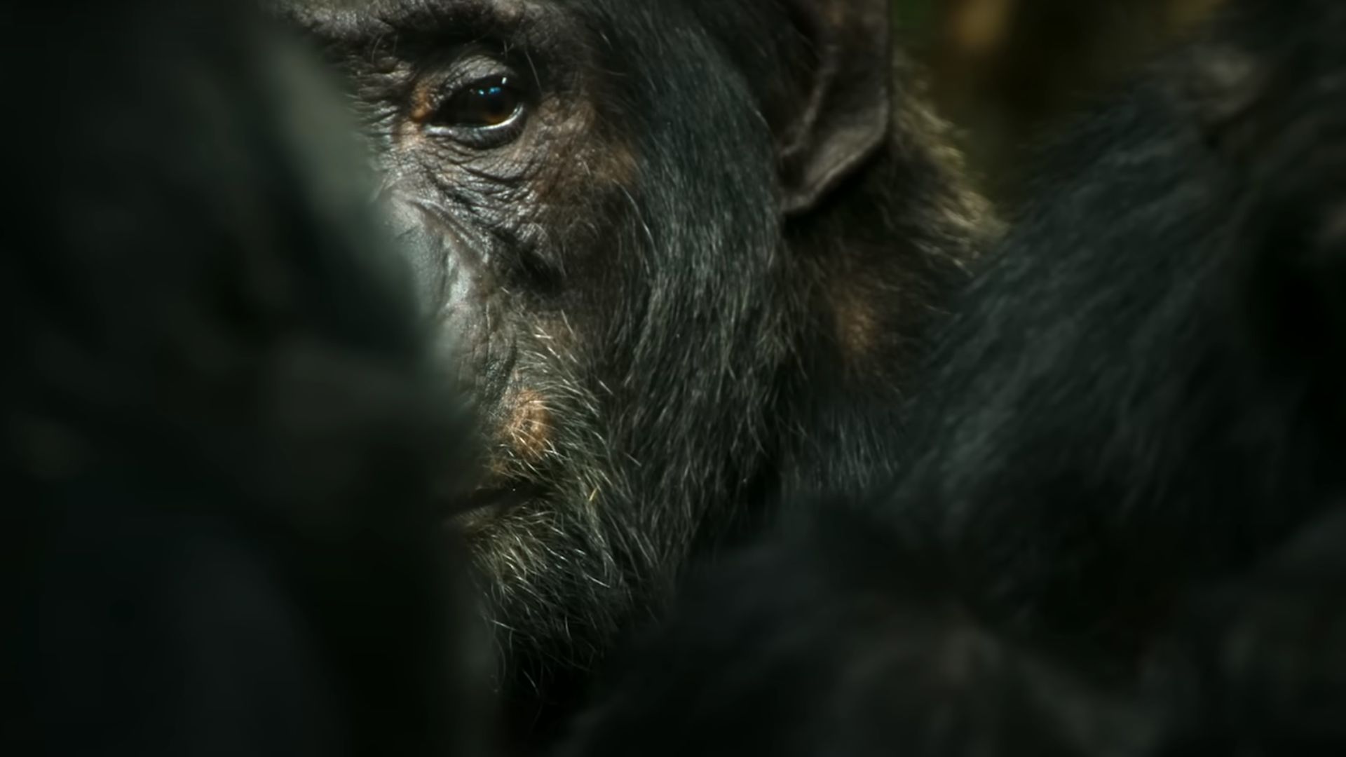 Chimp Empire